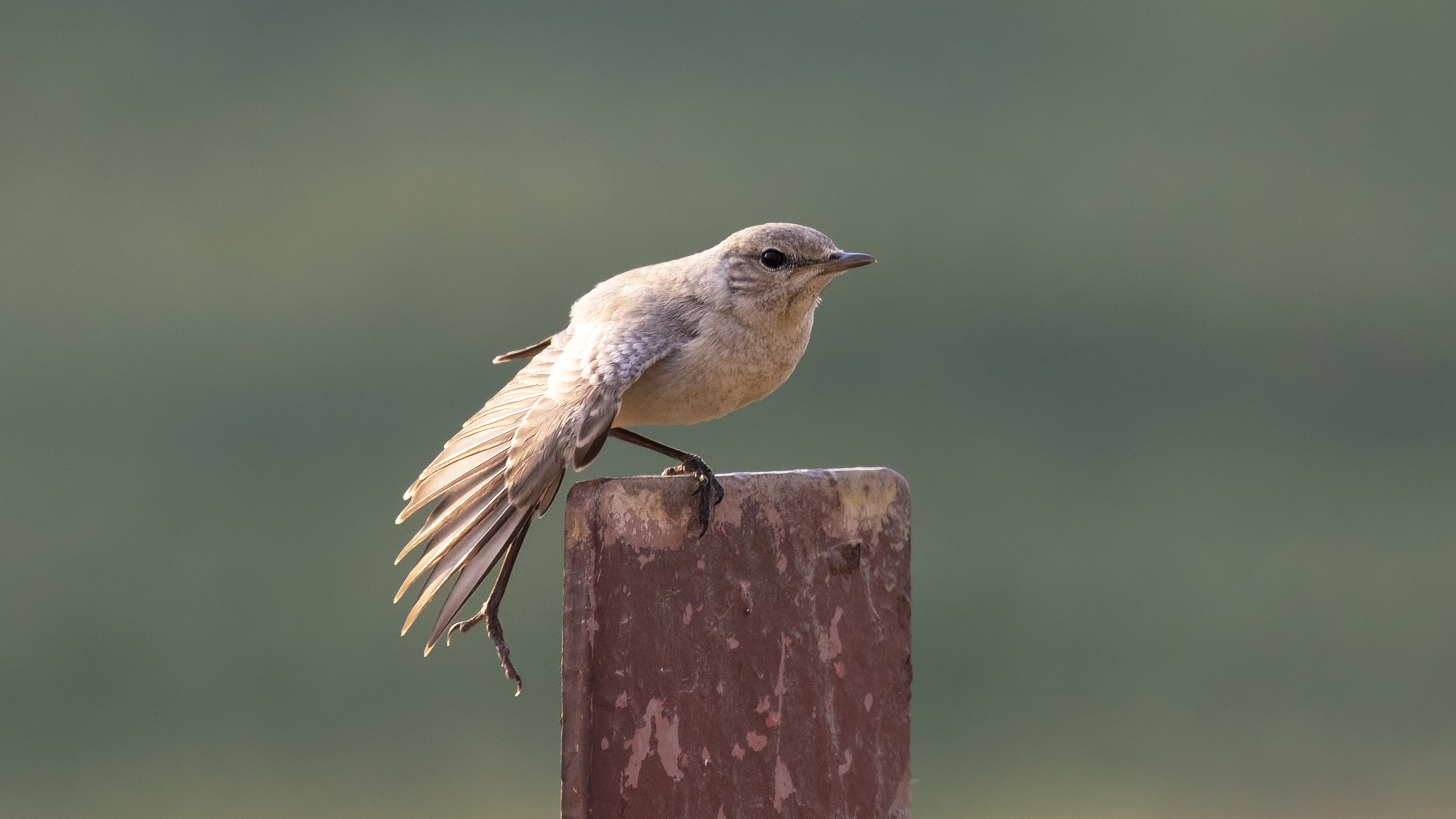 Isabelline Wheatear